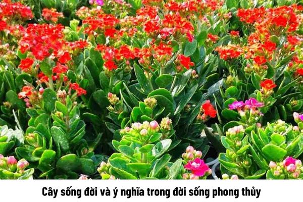 Cây sống đời và ý nghĩa trong đời sống phong thủy