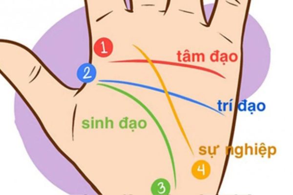 Từ đường chỉ tay đến tương lai: Khi đường vận mệnh cuộc đời được nhìn thấu