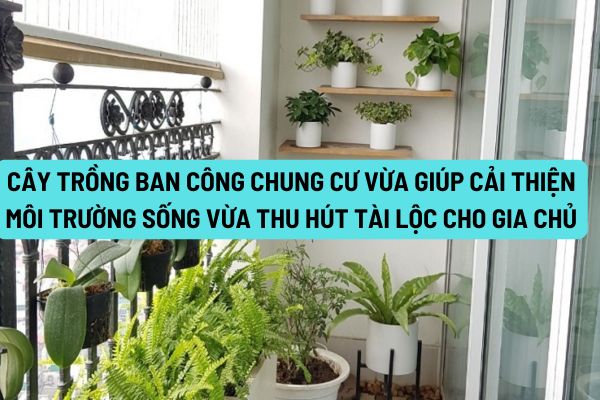 Lựa chọn cây trồng ban công chung cư vừa giúp cải thiện môi trường sống vừa thu hút tài lộc cho gia chủ