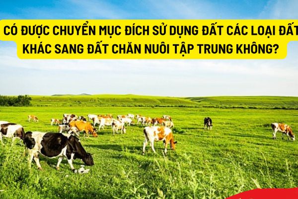 Có được chuyển mục đích sử dụng đất các loại đất khác sang đất chăn nuôi tập trung không?