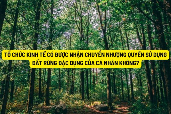 Tổ chức kinh tế có được nhận chuyển nhượng quyền sử dụng đất rừng đặc dụng của cá nhân không?