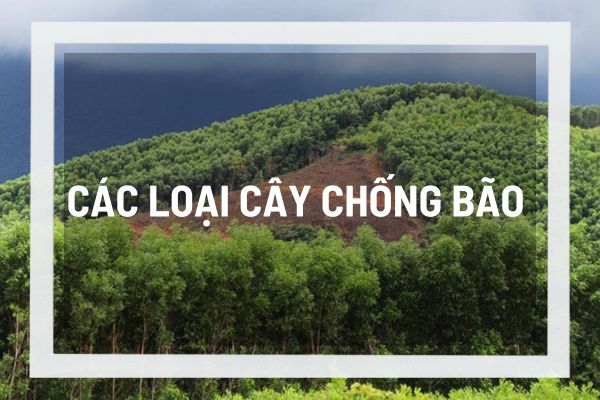 Tìm hiểu về các loại cây chống bão và sự tác động tích cực đến môi trường của chúng 