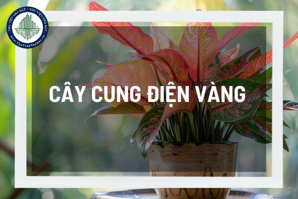 Ý nghĩa phong thủy cây cung điện vàng? Đặt cây cung điện vàng ở vị trí nào trong nhà để mang lại may mắn và phú quý