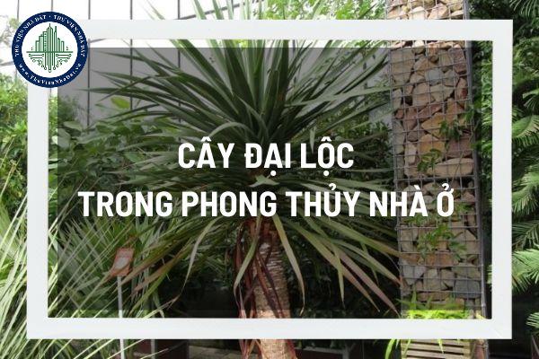 Những lợi ích phong thủy khi đặt cây đại lộc trong nhà