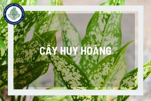 Ý nghĩa phong thủy cây huy hoàng là gì? Cây huy hoàng đặt vị trí nào tốt cho phong thủy nhà ở? 