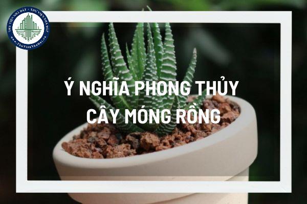 Ý nghĩa phong thủy cây móng rồng và cách sử dụng cây móng rồng để tăng cường phong thủy nhà ở mang lại tài lộc cho gia chủ