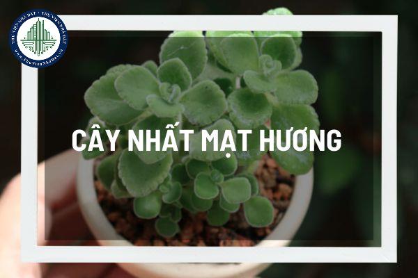 Sự kỳ diệu của cây nhất mạt hương trong phong thủy