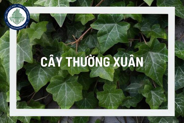 Cây thường xuân bí quyết tạo không gian xanh mát cho ngôi nhà