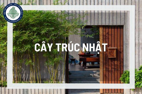 Cây Trúc Nhật trong phong thủy nhà ở giúp cải thiện vận khí cho ngôi nhà