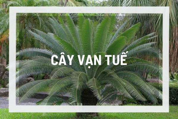 Cây vạn tuế trong phong thủy nhà ở, biểu tượng của sự bền vững và thịnh vượng