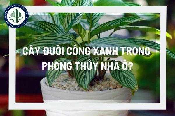 Tại sao cây đuôi công xanh được ưa chuộng trong phong thủy nhà ở?