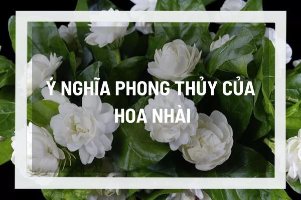 Ý nghĩa phong thủy của hoa nhài, chìa khóa mở cánh cửa sự hài hòa và tài lộc cho ngôi nhà