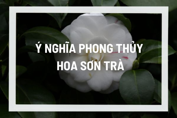 thuviennhadat.vn