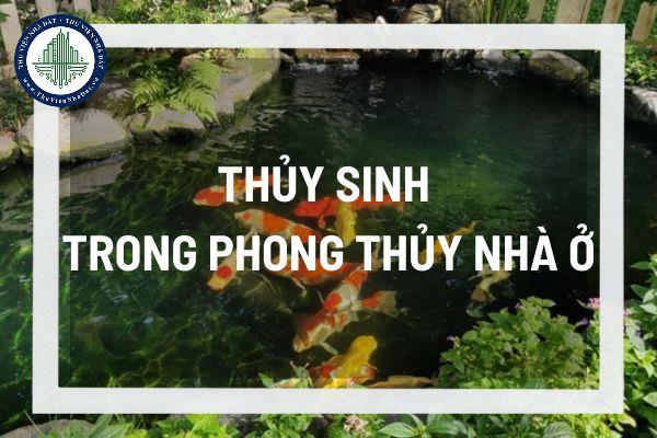 Thủy sinh là gì? Tại sao nó quan trọng trong phong thủy nhà ở 