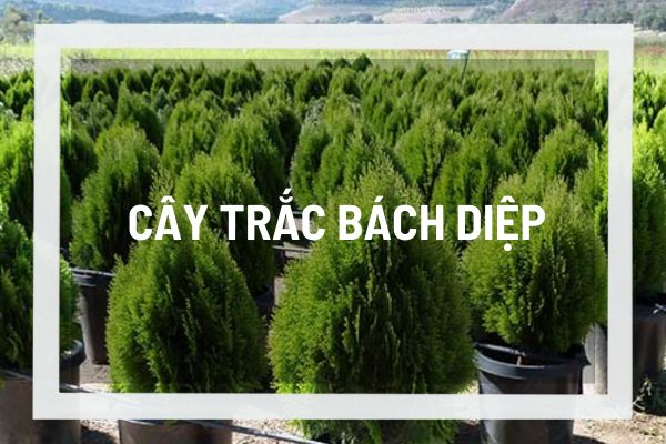 Cách đặt cây trắc bách diệp trong nhà hợp phong thủy mang lại tài lộc 