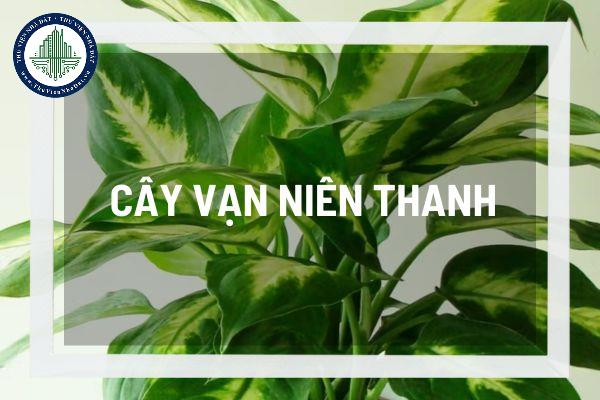 Ý nghĩa phong thủy cây vạn niên thanh? Vị trí đặt cây vạn niên thanh trong nhà mang lại tài lộc và may mắn