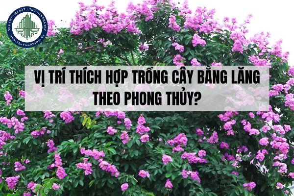 Vị trí thích hợp trồng cây bằng lăng theo phong thủy?