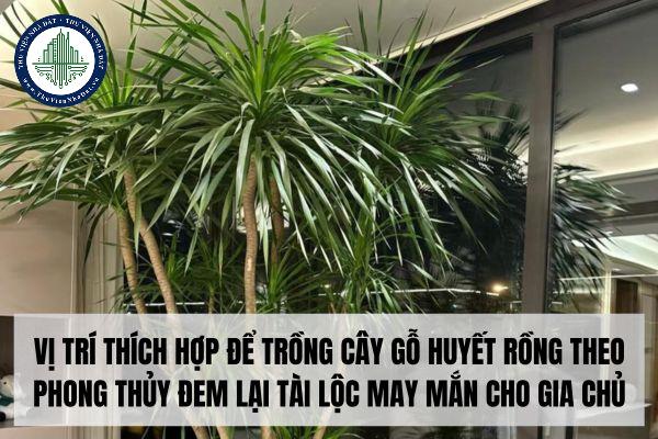 Vị trí thích hợp để trồng cây gỗ huyết rồng theo phong thủy đem lại tài lộc may mắn cho gia chủ?