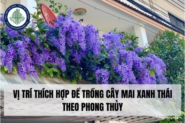 Vị trí thích hợp để trồng cây mai xanh Thái theo phong thủy?