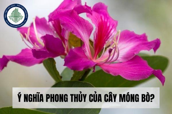 Ý nghĩa phong thủy của cây móng bò?