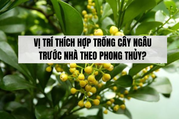 Vị trí thích hợp trồng cây ngâu trước nhà theo phong thủy?