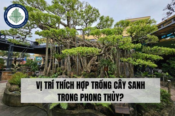 Cây Sanh là gì? Vị trí thích hợp trồng cây Sanh trong nhà theo phong thủy?