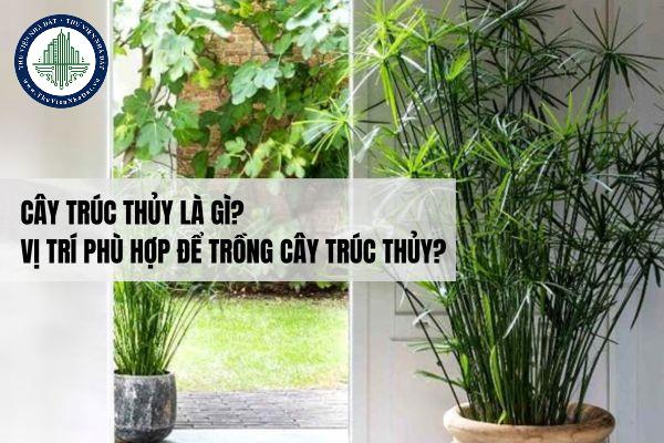 Cây trúc thủy là gì? Vị trí phù hợp để trồng cây trúc thủy trong nhà phù hợp phong thủy?