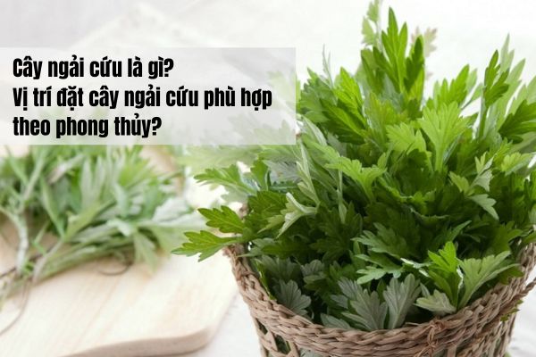 Cây ngải cứu là gì? Vị trí đặt cây ngải cứu trong nhà phù hợp theo phong thủy?