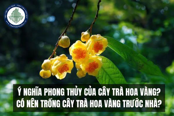 Ý nghĩa phong thủy của cây trà hoa vàng? Có nên trồng cây trà hoa vàng trước nhà?