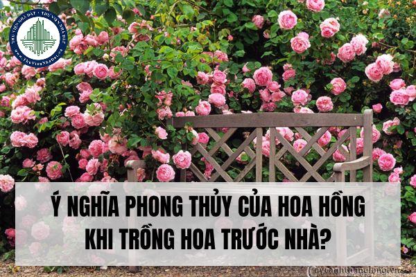 Ý nghĩa phong thủy khi trồng hoa hồng trước nhà?