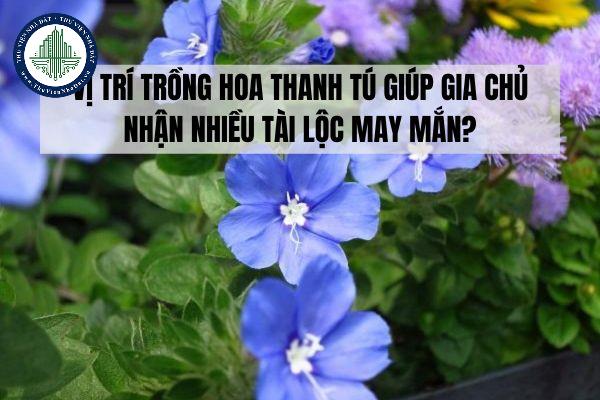 Vị trí trồng hoa thanh tú giúp gia chủ nhận nhiều tài lộc may mắn?