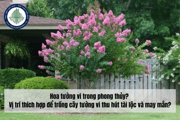 Hoa tường vi trong phong thủy? Vị trí thích hợp để trồng cây tường vi thu hút tài lộc và may mắn?