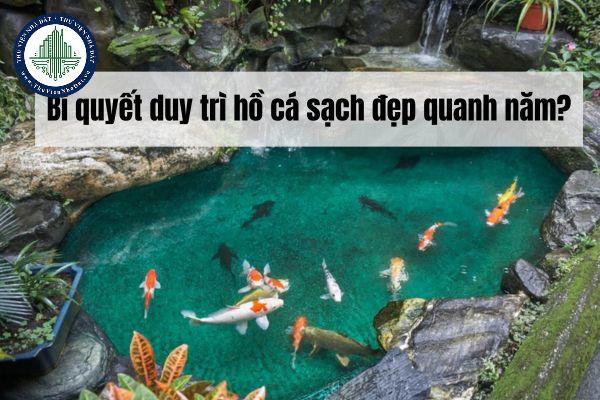 Bí quyết duy trì hồ cá sạch đẹp quanh năm?