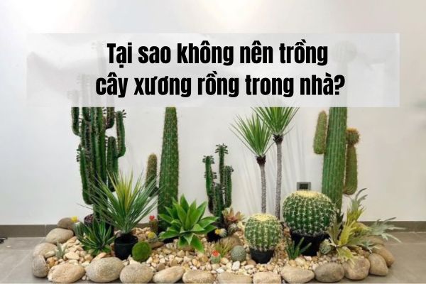 Tại sao không nên trồng cây xương rồng trong nhà?