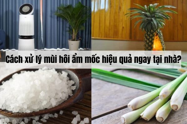 Cách xử lý mùi hôi ẩm mốc hiệu quả ngay tại nhà?