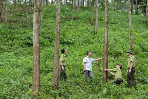 Đất rừng sản xuất được Nhà nước giao đất có thu tiền sử dụng đất không? (Hình từ Internet) 