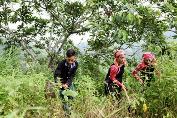 Đối tượng được Nhà nước cho thuê đất rừng sản xuất để thực hiện dự án trồng rừng sản xuất? (Hình từ internet) 