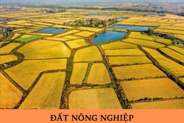 Cá nhân trực tiếp sản xuất nông nghiệp được quy định như thế nào? Nhóm đất nông nghiệp bao gồm các loại đất nào?