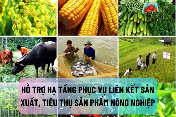 Hỗ trợ hạ tầng phục vụ liên kết trong sản xuất và tiêu thụ sản phẩm nông nghiệp như thế nào?