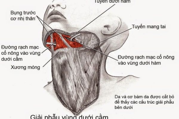 thuviennhadat.vn