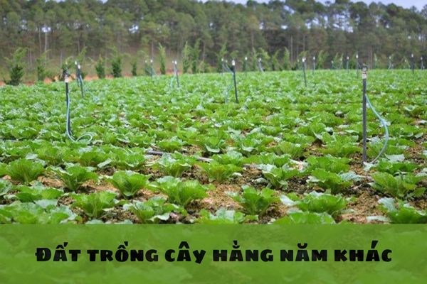 Đất trồng cây hằng năm khác không sử dụng liên tục trong thời gian bao lâu sẽ có thể bị thu hồi đất?