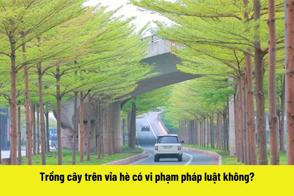 Trồng cây trên vỉa hè có vi phạm pháp luật không?