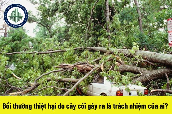 Bồi thường thiệt hại do cây cối gây ra là trách nhiệm của ai? 