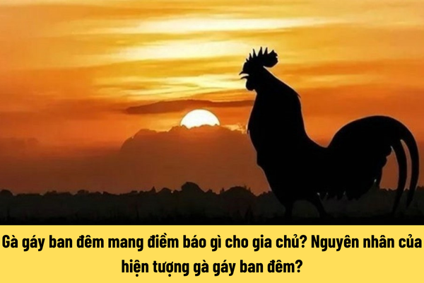 Gà gáy ban đêm mang điềm báo gì cho gia chủ? Nguyên nhân của hiện tượng gà gáy ban đêm?