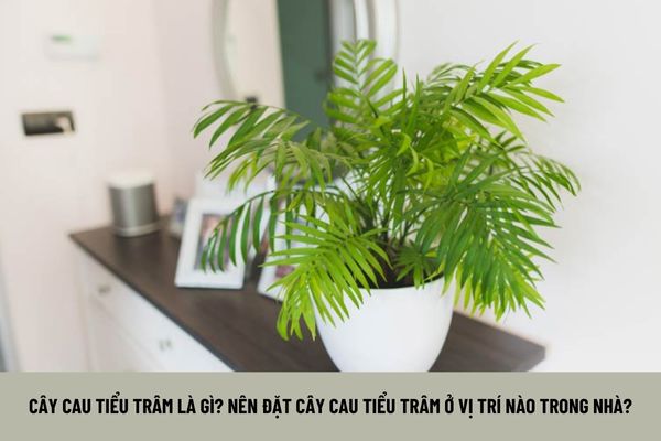 Cây cau tiểu trâm là gì? Vị trí đặt cây cau tiểu trâm ở vị trí nào trong nhà phù hợp phong thủy?