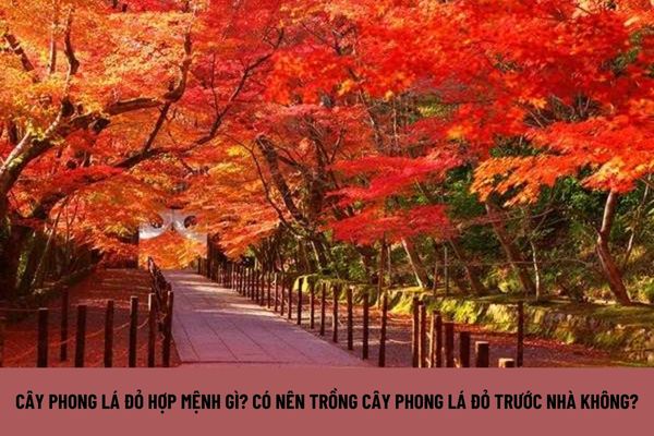 Cây phong lá đỏ hợp mệnh gì? Có nên trồng cây phong lá đỏ trước nhà không?