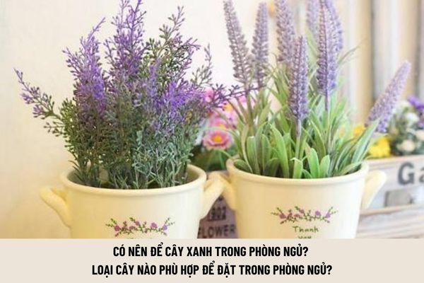 Có nên để cây xanh trong phòng ngủ? (Hình từ Internet)