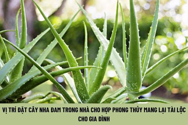 Vị trí đặt cây nha đam trong nhà cho hợp phong thủy mang lại tài lộc cho gia đình