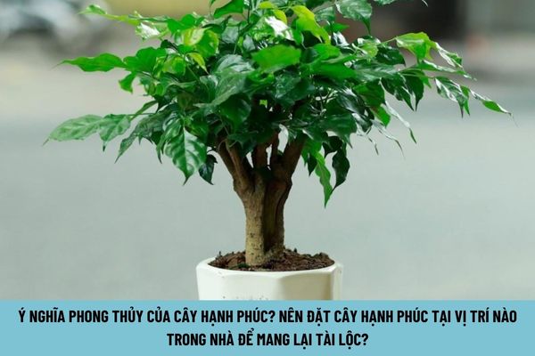 Ý nghĩa phong thủy của cây hạnh phúc? Nên đặt cây hạnh phúc tại vị trí nào trong nhà để mang lại tài lộc?