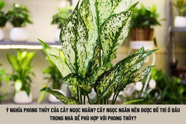 Cây ngọc ngân hợp mệnh gì? Lưu ý khi trồng cây ngọc ngân tại nhà? (Hình từ Internet)